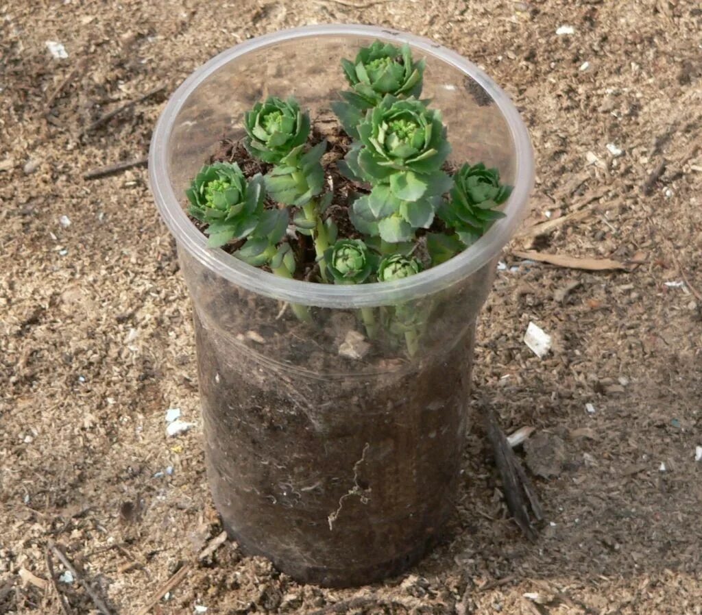 Родиола розовая семена. Rhodiola rosea (родиола) семена. Родиола розовая всходы. Родиола розовая саженцы. Родиола розовая рассада.