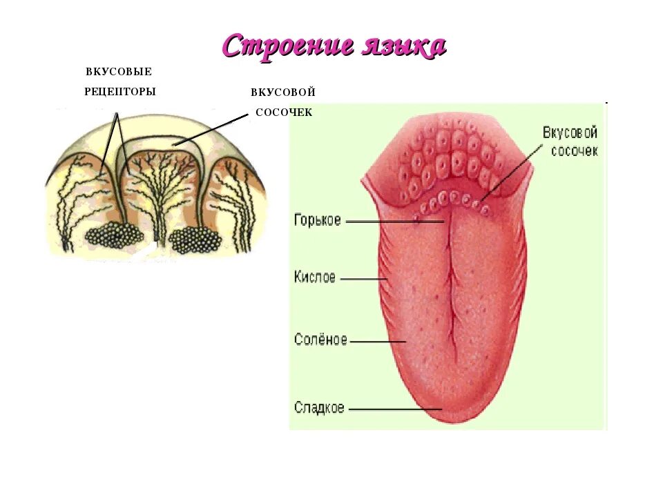Языка и т п с. Язык человека строение схема вид сбоку. Вкусовые рецепторы языка анатомия. Рецепторы языка человека схема с описанием. Рецепторы органа вкуса.