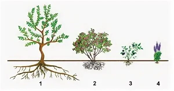строение куста черной смородины схема. схема дерево и куст. схема дерево кустарник травянистое растение. дерево схема. схема дерево и куст.