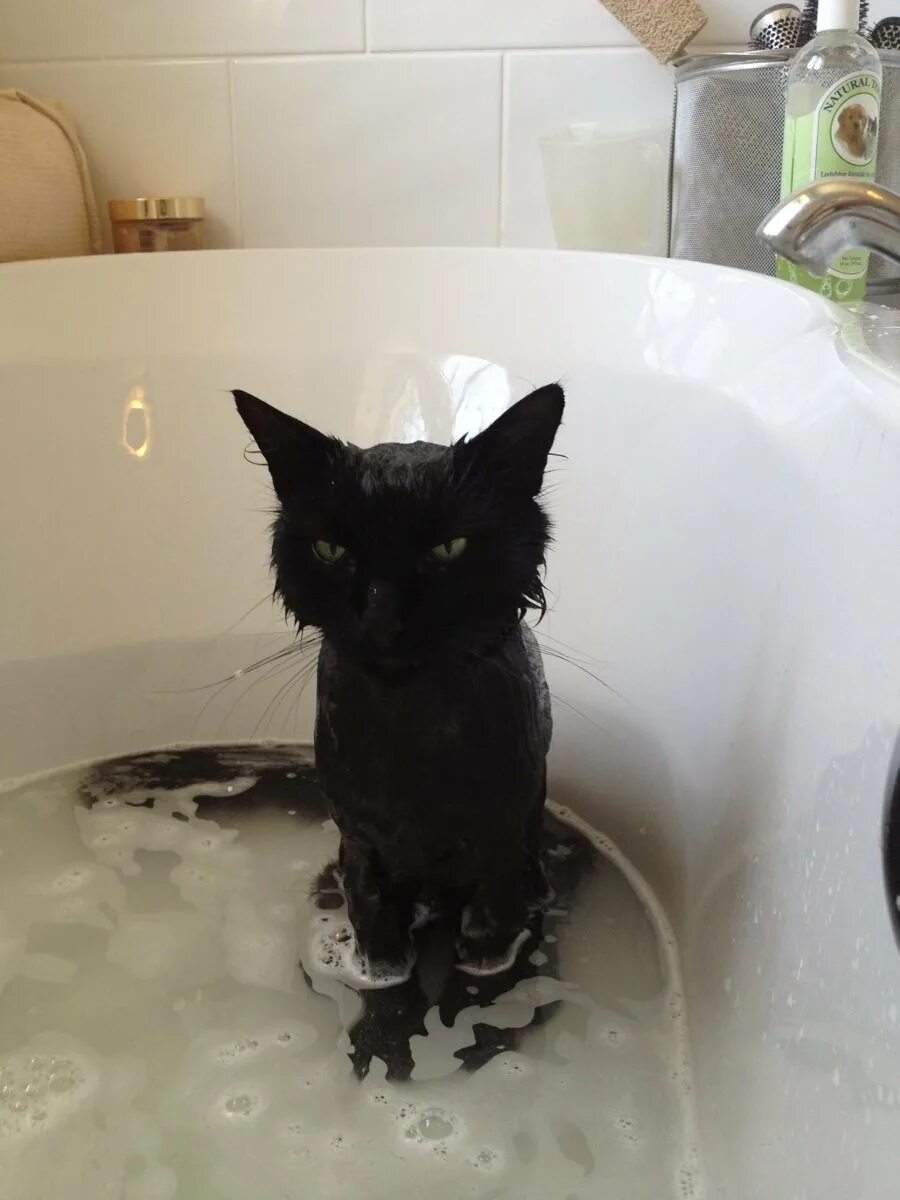 Коты после мытья. Кот купается. Кот в ванне. Мокрый кот в ванне. Мокрая кошка.