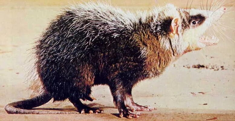 Крысиный еж. Обыкновенная гимнура. ёж гимнур. гимнура echinosorex gymnura. крысиный ёж гимнур.