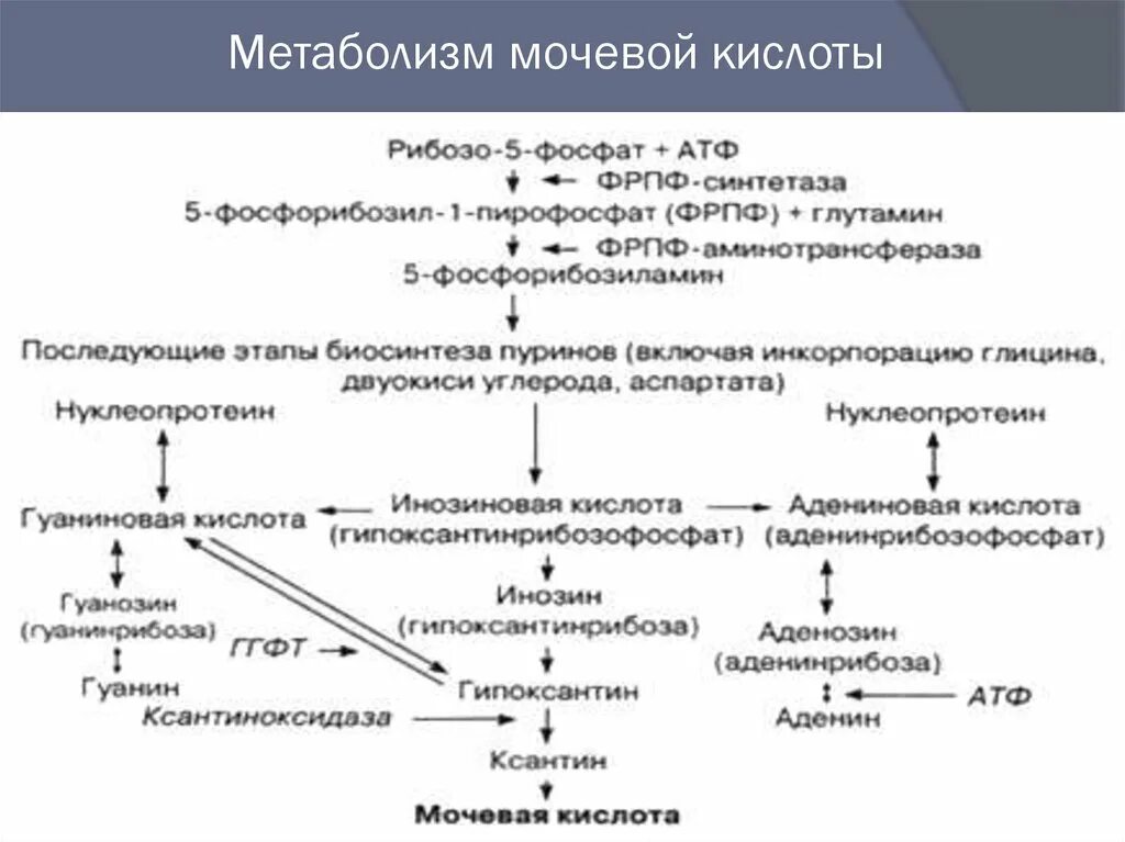 Повышена мочевая кислота к какому врачу обратиться. Вывод мочевой кислоты из организма схема. Патология накопления мочевой кислоты. Метаболизм мочевой кислоты кратко. Мочевая кислота + 2 Koh.