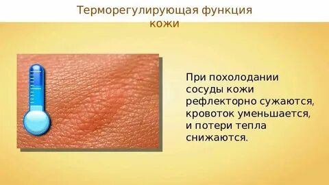 Что обеспечивает ей