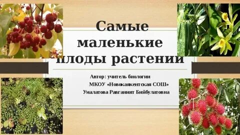 Зародыши растений 6