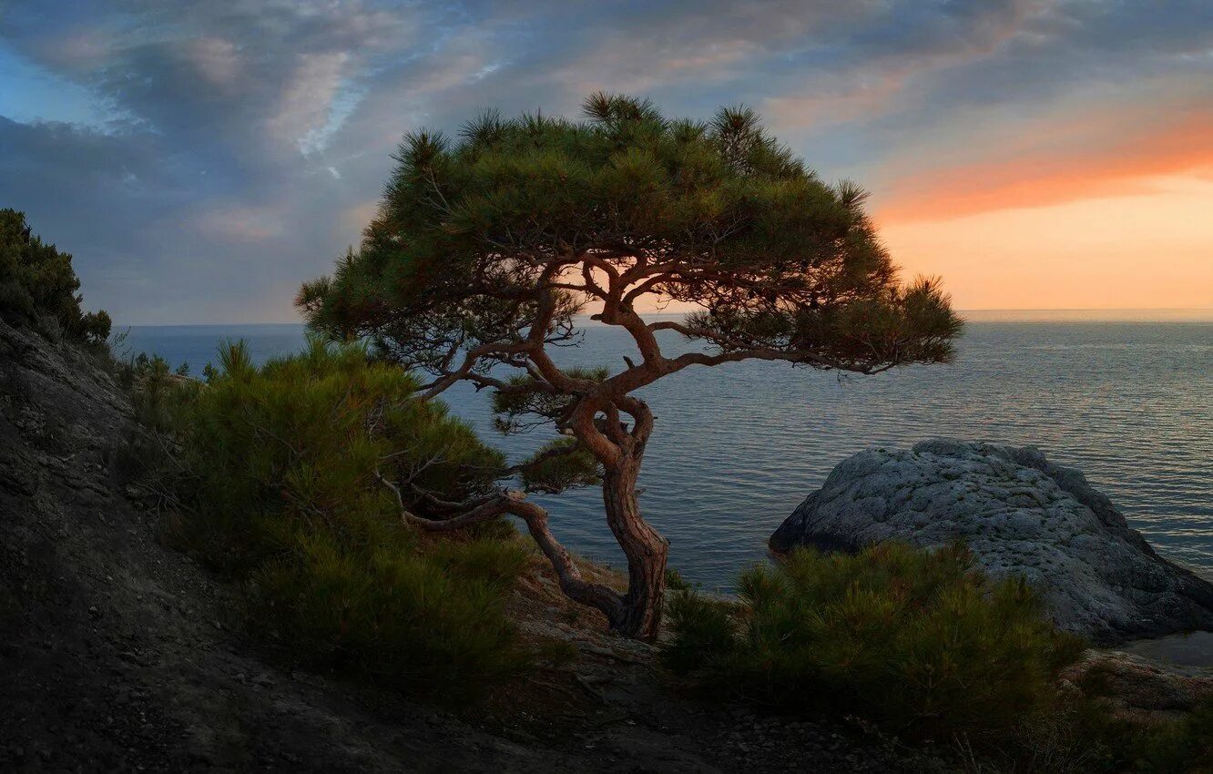 Хвойный берег. Сосна мыс Капчик. Можжевельник Утриш. Сосна Пиния Pinus pinea. Сосна Крымская Фиолент.