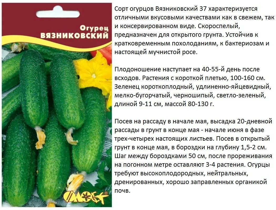 Самый лучший сорт огурцов для засолки. Огурец дачный посол f1. огурец корнишонный f1 уд. сорта огурцов f1 для открытого грунта. огурец фараон f1.