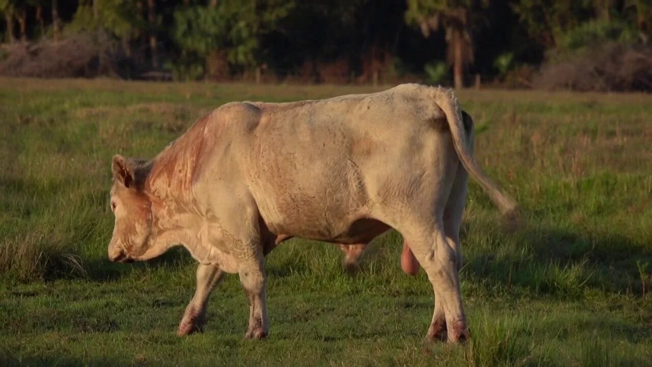 Bull cock. Bull's balls Corn. Club bull balls.