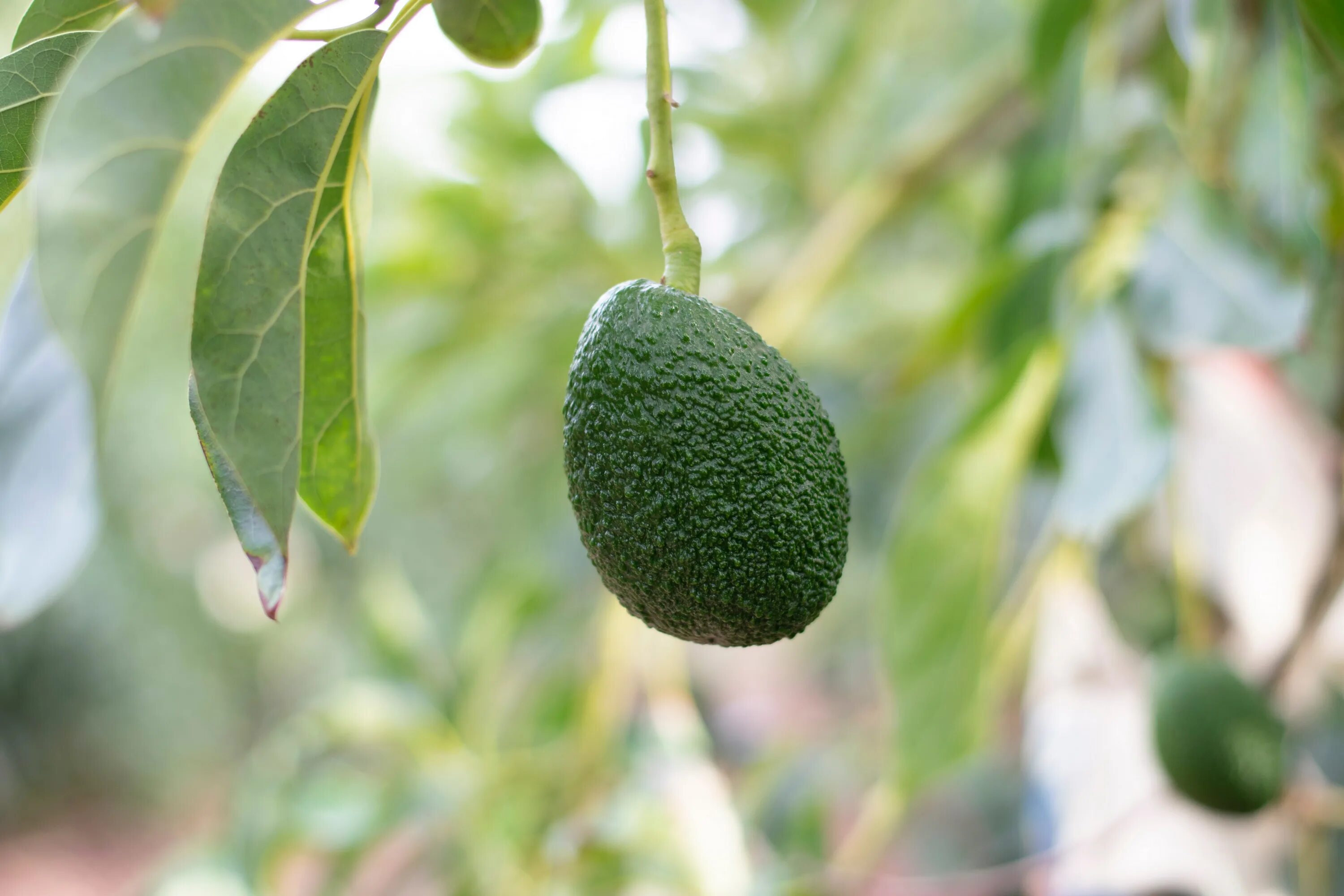 Avocados Quinn Dombrowski Flickr