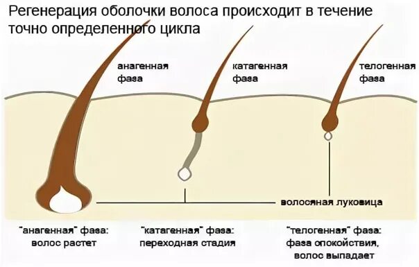 Сильный рост волос. Цикл роста волос. Стадии роста волос. Стадии формирования волоса. Фазы волос.