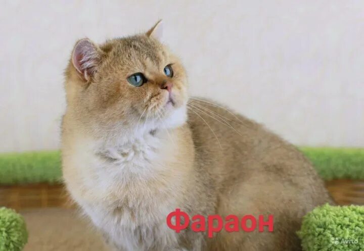 Золотая девочка Ульяна купить в Москве Животные и зоотовары Авито