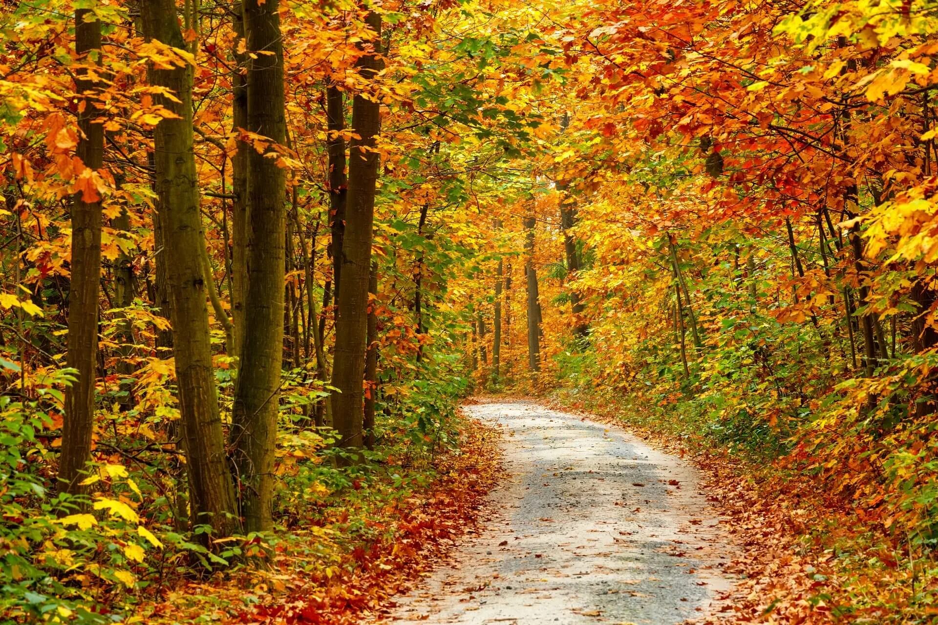 Картинка времена года осень. Осенний лес. Осень в лесу. Тропинка в осеннем лесу. Лес осенью.