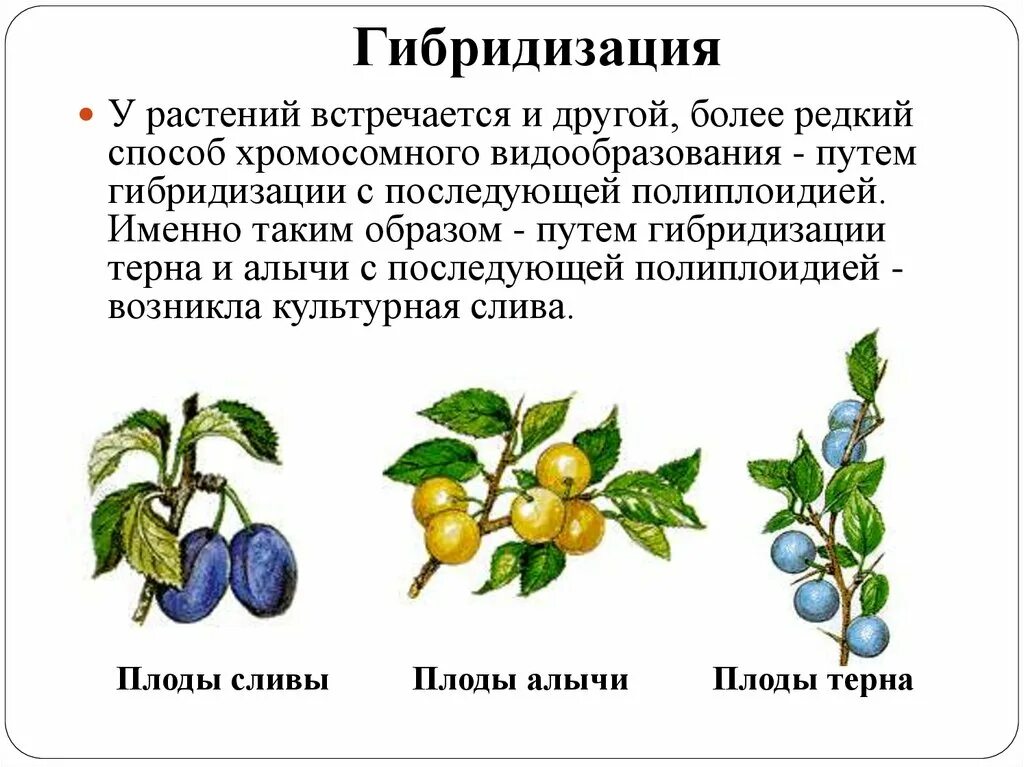 Метод отдаленной гибридизации растений. Гибридизация метод селекции. Гибридизация в селекции растений. Примеры гибридизации в селекции растений.