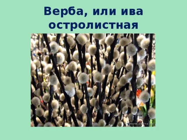 Как отличить иву. Верба и Ива. Тальник и Верба отличие. Отличие вербы от ивы. Верба семейство ивовых.