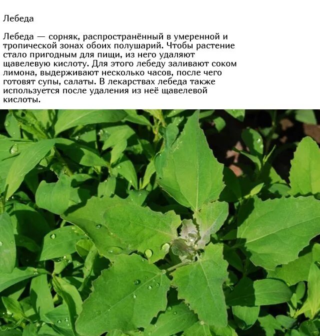 Сорняк читать. Лебеда (atriplex). лебеда растение сорняк. лебеда копьелистная. лебеда марь-белая растение.