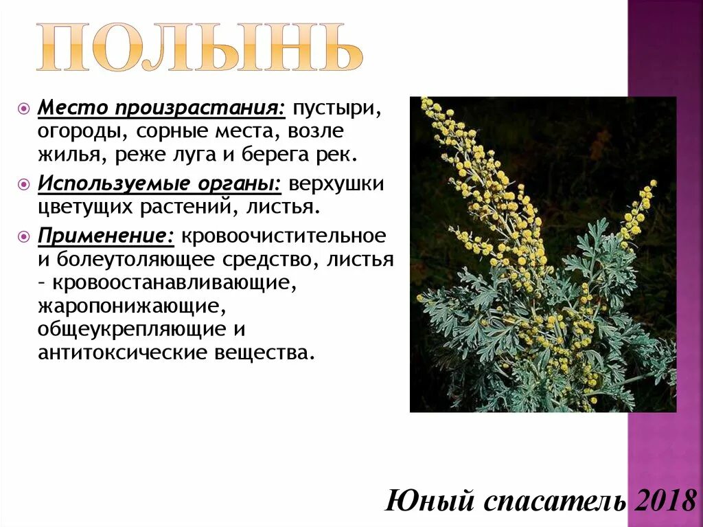 Формула полыни. Artemisia sieversiana willd. Трава полыни горькой латынь. Формула полыни. Полынь горькая побег.