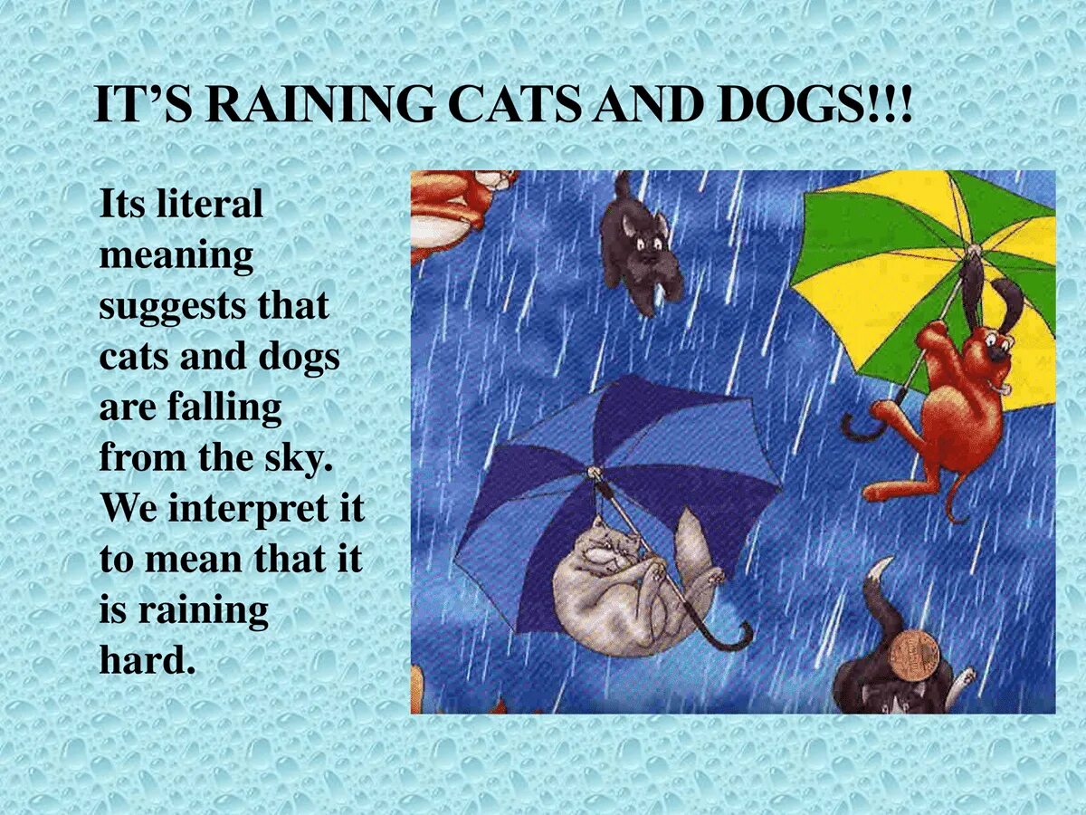 Идиомы raining Cats and Dogs. Идиома it's raining Cats and Dogs. Rain Cats and Dogs идиома. Its raining Cats and Dogs происхождение.