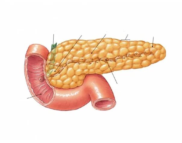 Поджелудочная железа pancreas. Поджелудочная железа анатомия человека. Строение поджелудочной железы анатомия. Поджелудочная железа рисунок анатомия. Легкие и поджелудочная железа