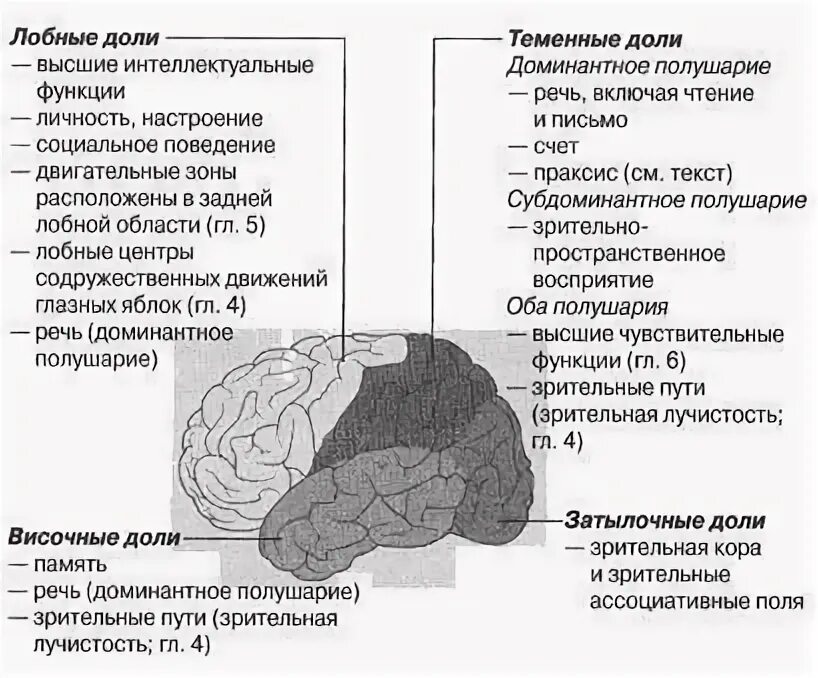 Доли переднего мозга функции. Доли коры головного мозга функции. Функции долей больших полушарий головного мозга. Доли полушарий большого мозга и их функции. Функции долей коры больших полушарий.