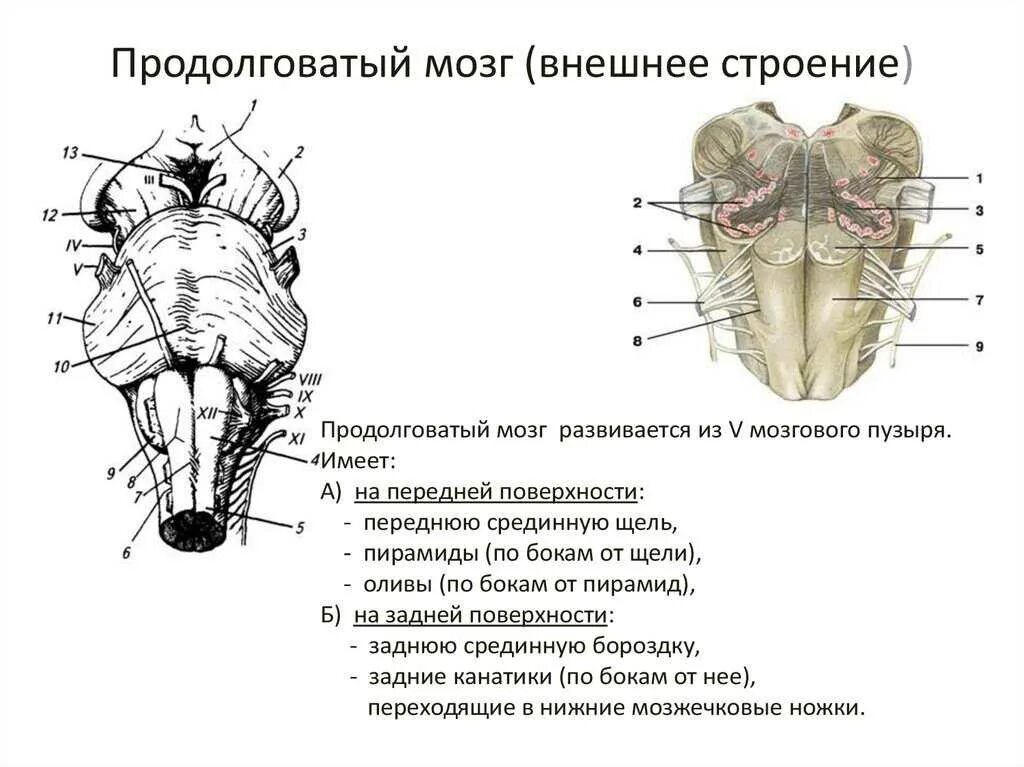 Продолговатый мозг анатомия. Продолговатый мозг внешнее и внутреннее строение. вентральная поверхность продолговатого мозга схема. наружное строение продолговатого мозга. продолговатый мозг строение вентральное.