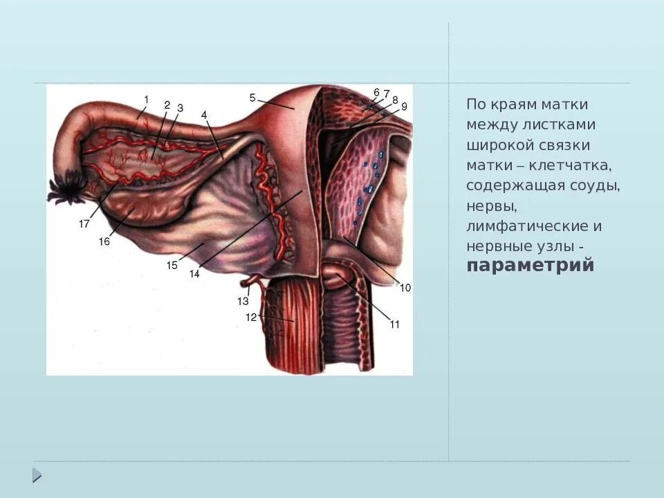 Широкая связка матки анатомия. Широкая связка матки параметрий. Связочный аппарат матки анатомия.