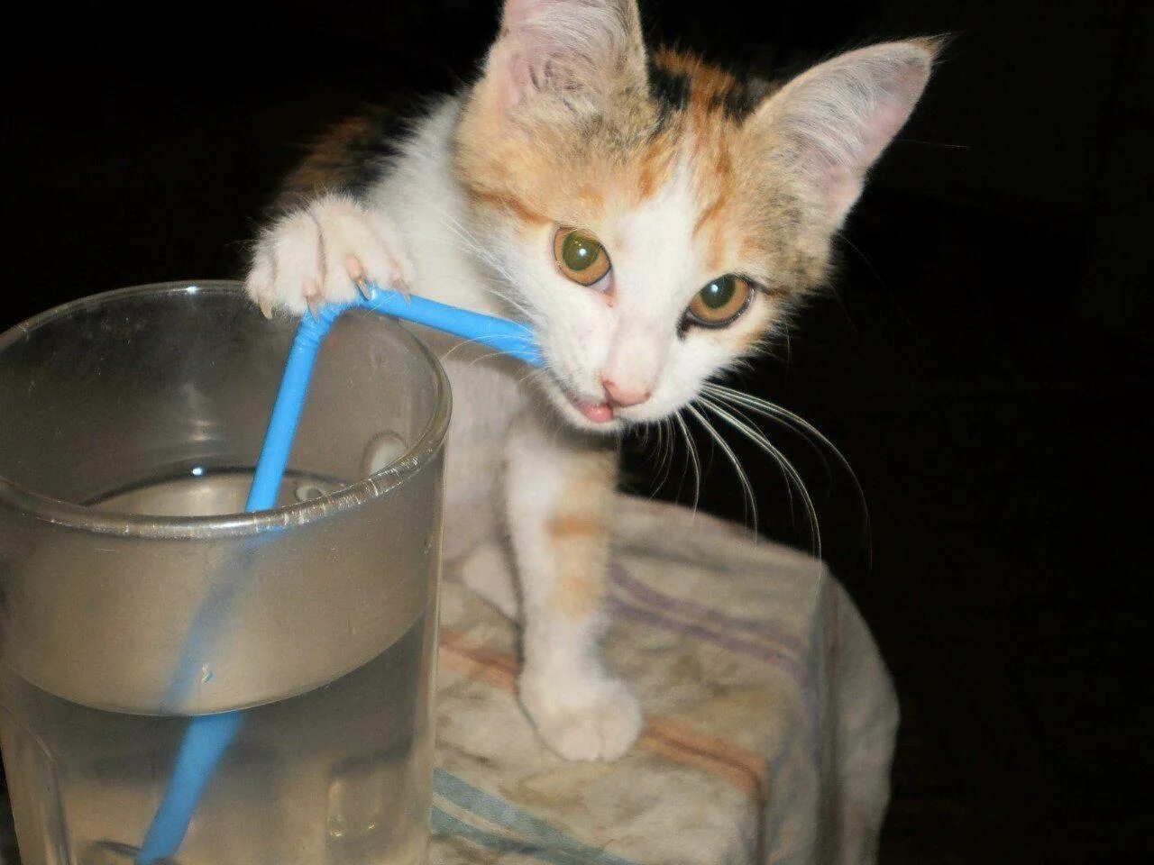 Как приучить котенка пить
