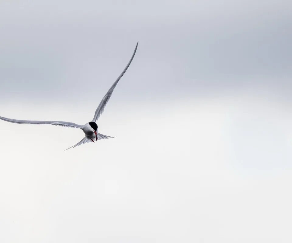 самый большой бумажный самолетик в мире. хвост воздушного змея. комар долгоножка полосатый. верблюдка тонкоусая. мотопланер беркут.