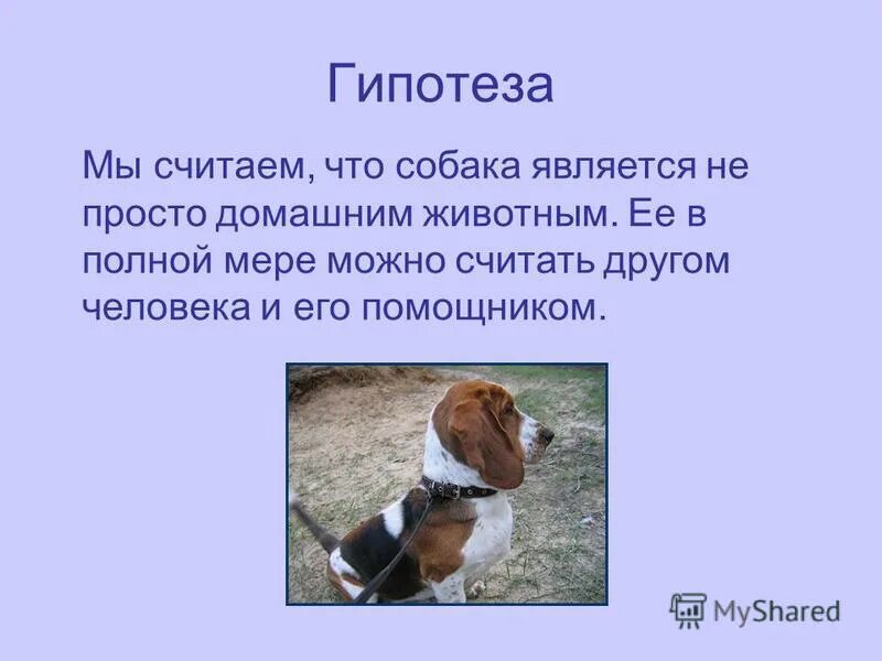 Сочинение про собаку 7 класс