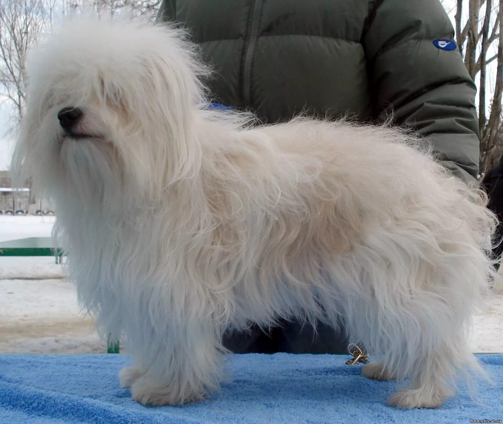 Одис порода собак. Украинская порода собак Одис. Одесская собака Одис. Одесская идеальная собака. Од ис