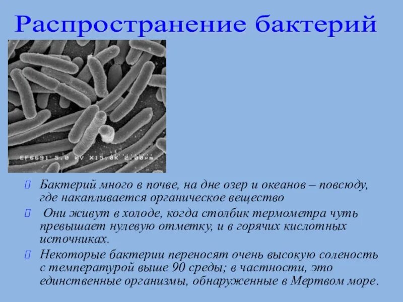Какие условия способствуют распространению бактерий. Где распространены бактерии 5 класс. Распространение бактерий 5 класс. Бактерии обитают. Распространение бактерий в природе.