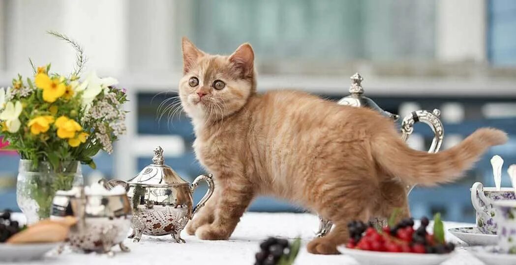 Как отучить кота лазить на стол. Кошка на обеденном столе. рыжий кот на кухне. кот на столе. кошка на кухонном столе.