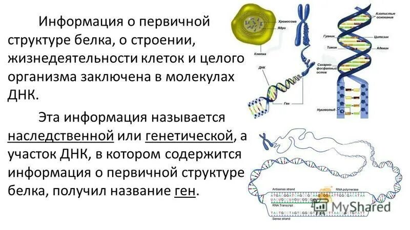 Информация о первичной структуре белка хранится. В молекуле днк закодирована структура белка. Ген участок днк. Геном это в биологии. Информация о первичной структуре белка хранится.