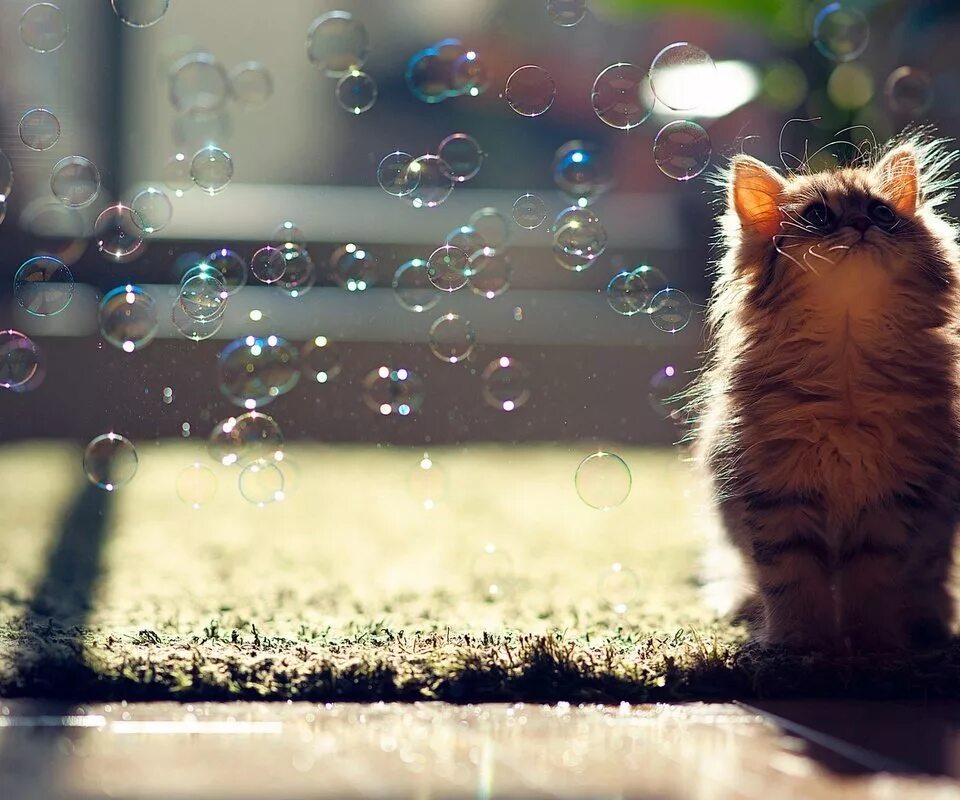Кот пузырек. Кот и мыльные пузыри. котенок и мыльные пузыри. красивый смешной котенок. счастливый котенок.