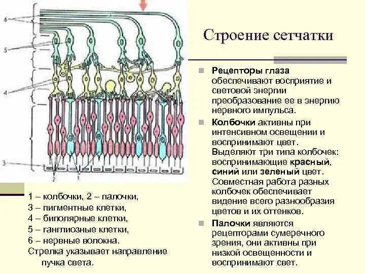 Палочки и колбочки сетчатки строение. Структура сетчатки глаза физиология. Строение рецептов сетчатки. Строение сетчатки глаза физиология.