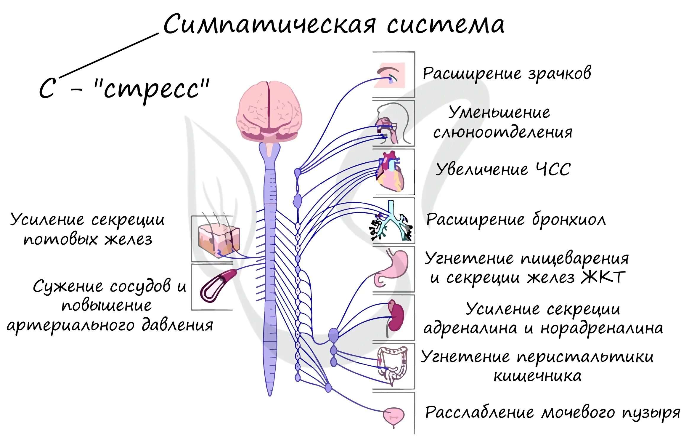 Периферический отдел симпатической. Ядра парасимпатической отдела вегетативного отдела нервной системы. Парасимпатическая система и симпатическая система. Вегетативная нервная система строение и функции. Симпатический отдел ВНС функции.