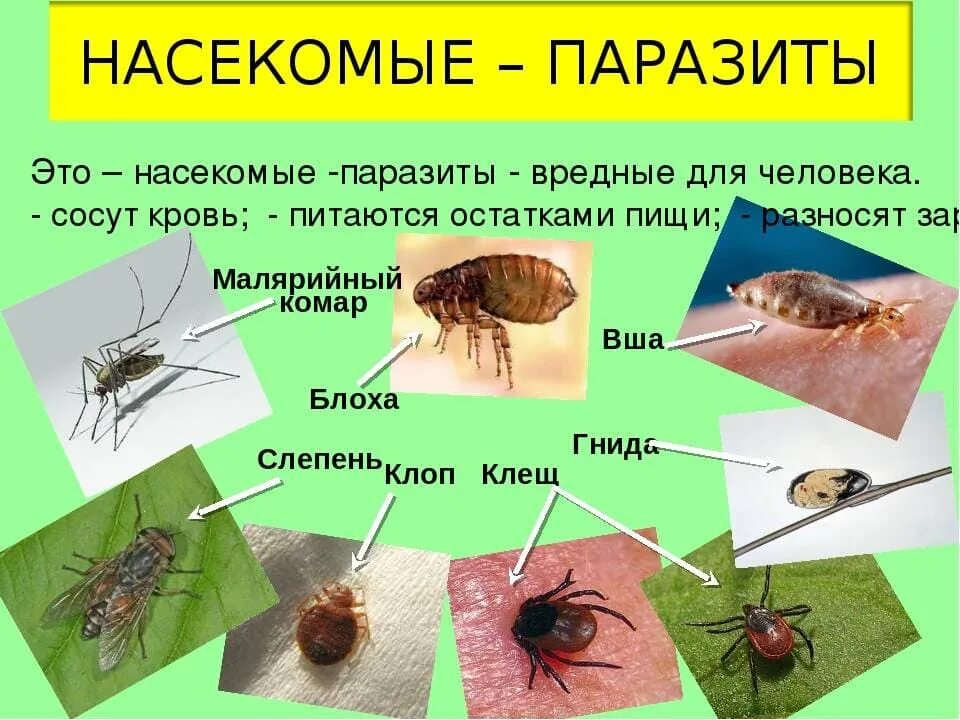 К бескрылым насекомым относятся. Вредные насекомые. Полезные и вредные насекомые. Полезные насекомые для дошкольников.