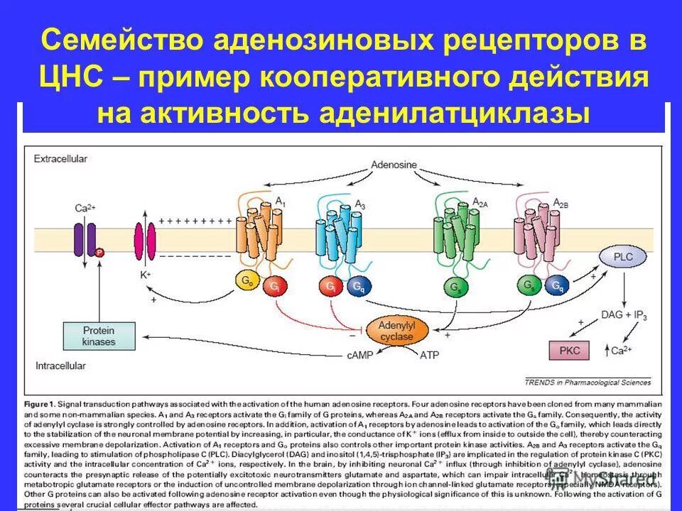 А1 аденозиновые рецепторы локализация. А1 и а2 аденозиновые рецепторы. Аденозиновые рецепторы механизм. Механизм активации рецепторов.