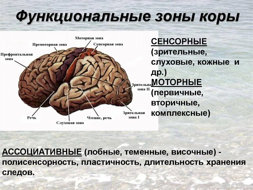 Слуховой центр коры мозга. Моторная зона коры. Сенсорные ассоциативные и моторные зоны коры. Зрительная зона коры. Зрительная зона коры коры мозга.