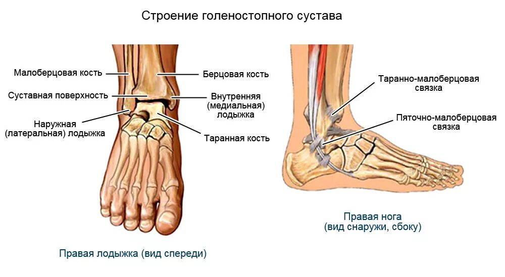 Наружная лодыжка голени. Голеностоп сустав строение анатомия. строение голеностопа кости. голеностопный сустав анатомия строение кости. латеральная лодыжка голеностопного сустава.