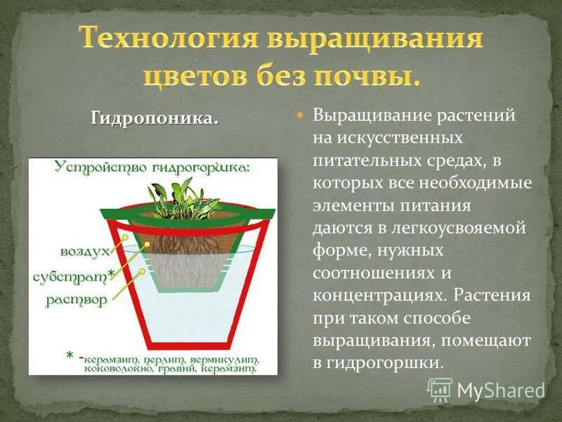 Практическая работа технологии выращивания растений. Растения без почвы. Технология выращивания растений без почвы. Технология выращивания комнатных растений. Растения выращенные без почвы.