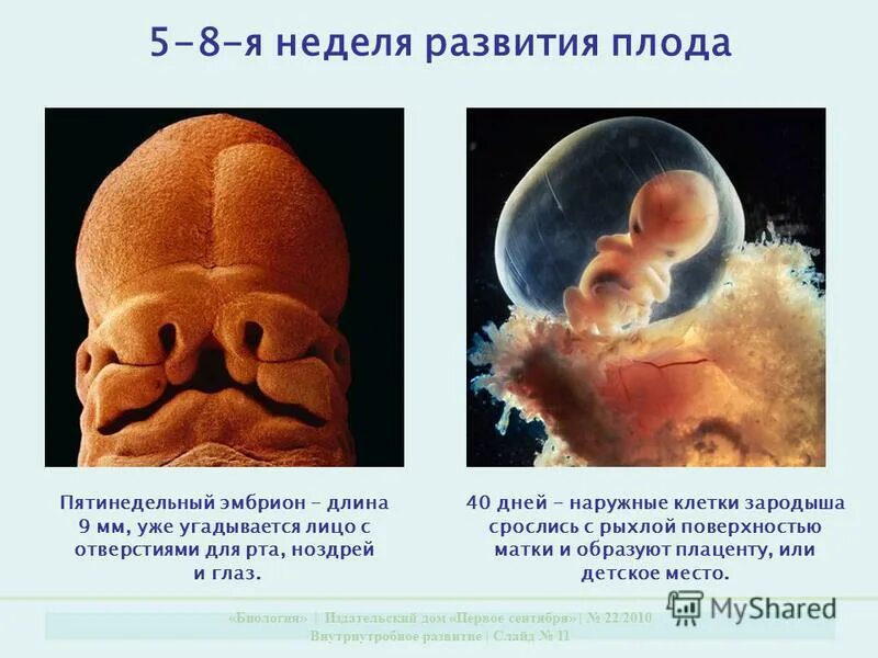Когда появились недели. Стадии формирования человеческого эмбриона. Формирование плода. Этапы развития плода. Развитие эмбриона по неделям.