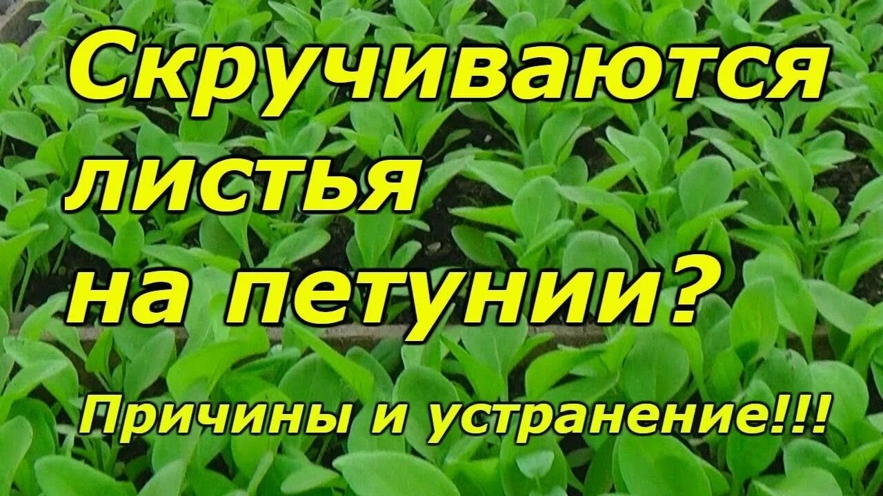 Закручиваются листья у рассады петунии. Почему у петуньи заворачиваются листья на рассаде. Петуния скручиваются листья у рассады. Почему у петуньи заворачиваются листья на рассаде. Скручиваются листья у петунии.