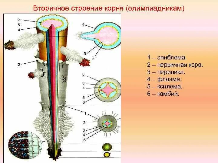 Строение корня Ксилема флоэма. Ксилема и флоэма первичное строение корня. Ксилема флоэма перицикл. Строение корня Ксилема. Ксилема и флоэма корня