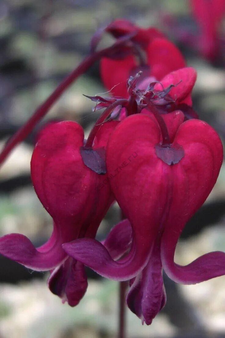 Дицентра цветок разбитое сердце. Дицентра Fire Island. Дицентра великолепная (Bleeding Heart). Дицентра гибридная Файр Айленд.