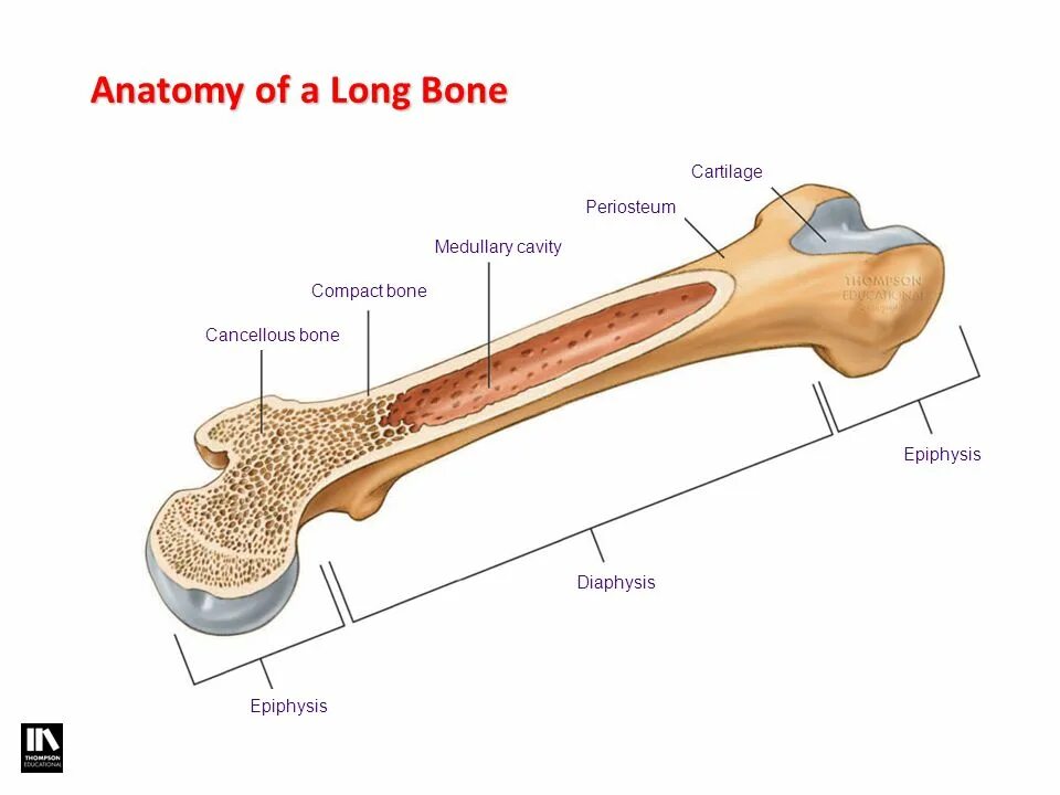 Long bone. Long Bone анатомия. Anatomy of long Bones. Cartilaginous анатомия. Anatomy of Tubular Bones.