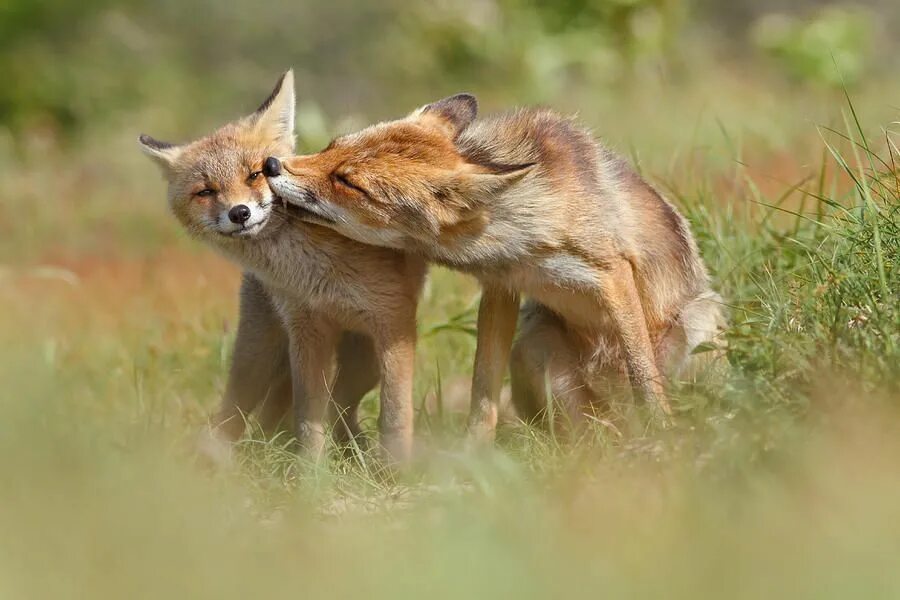 Foxes amazing. Лисы любовь. Влюбленные лисы. Лиса поцелуй. Пара Лис.