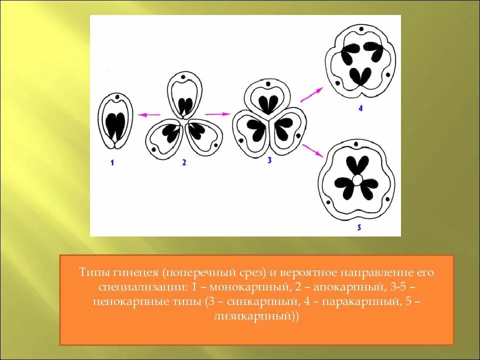 Гинецей вконтакте. Строение апокарпного гинецея. Синкарпный гинецей. Апокарпный и синкарпный гинецей. Гинецей типы гинецея.