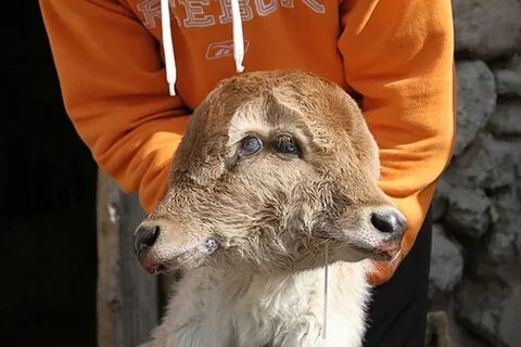 Двуглавый теленок в грузии