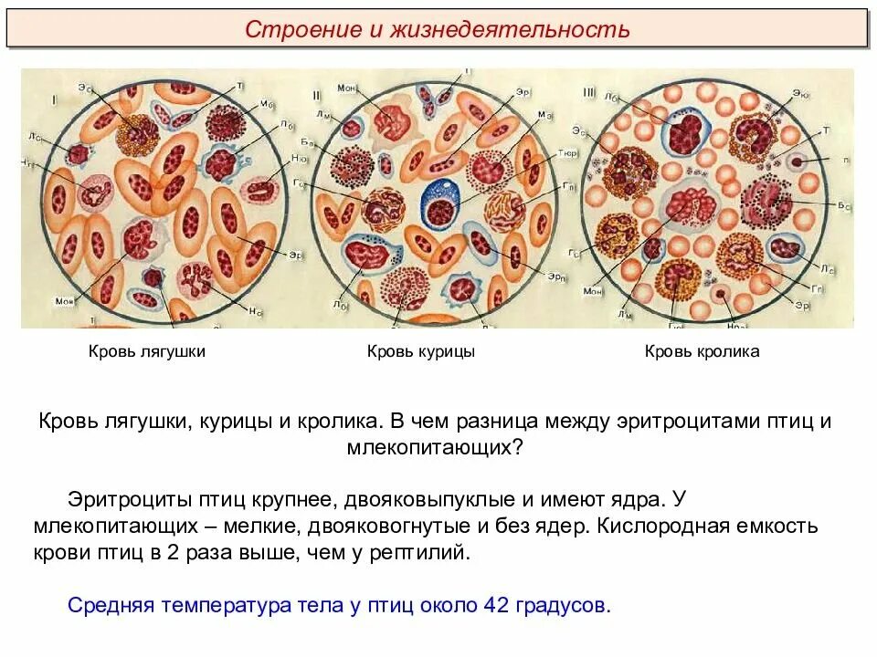 Кровь строение рисунок. Строение клетки крови лягушки под микроскопом. Структуры клеток крови лягушки. Форменные элементы крови птицы. Эритроцит птиц строение.