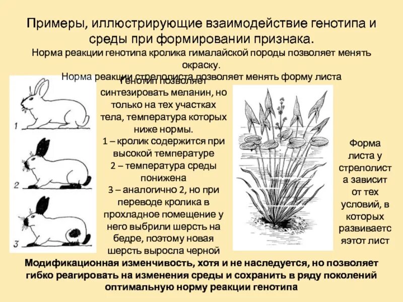 Норма реакции гималайского кролика. Модификационная изменчивость кролик. Гималайский кролик модификационная изменчивость. Взаимодействие генотипа и среды при формировании признака.