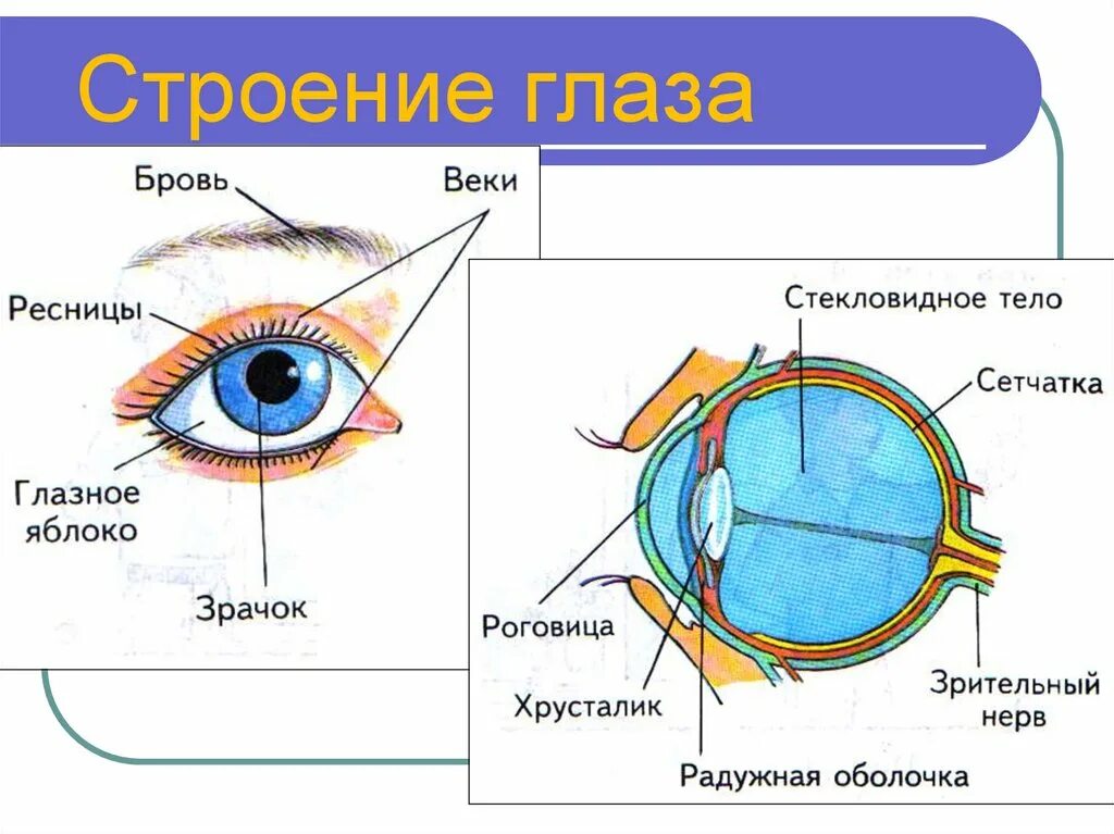 Обозначьте на рисунке строение глаза. Строение глаза сбоку. Строение глаза человека спереди. Строение глаза человека схема. Строение глаза вид спереди.